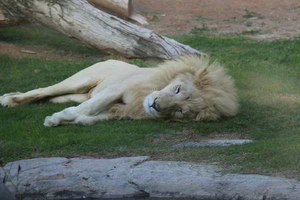 Белый Африканский Лев Зоопарке Аль Айн Сафари Парк Аль Айн — стоковое фото
