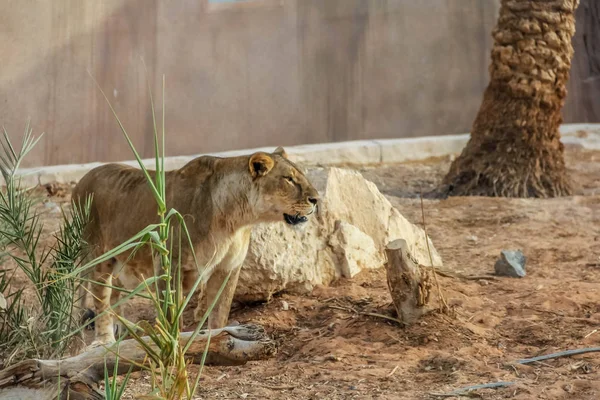 Beautiful wild animal african lion in Al Ain zoo, Safari Park, Al Ain, United Arab Emirates