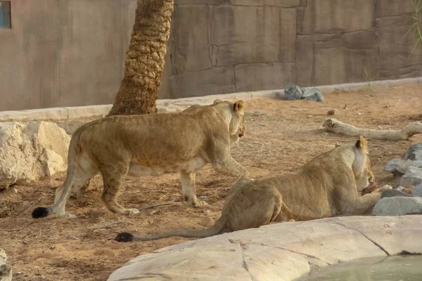 Beau Lion Afrique Sauvage Dans Zoo Ain Safari Park Ain — Photo