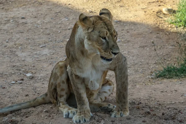 Beautiful wild animal african lion in Al Ain zoo, Safari Park, Al Ain, United Arab Emirates