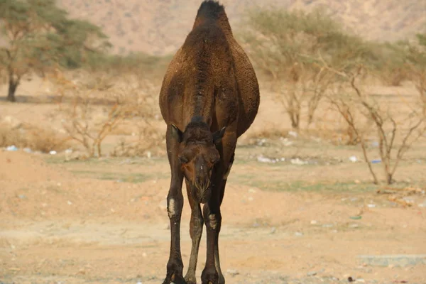 旱山黑骆驼 — 图库照片