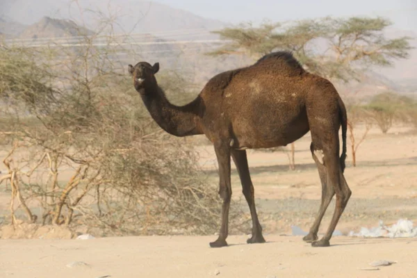 Kuru Dağlarda Siyah Deve