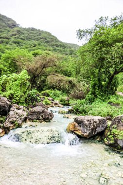 Ayn Khor 'daki şelale ve yemyeşil arazi, ağaçlar ve sisli dağlar turizm beldesi Salalah, Umman' da.