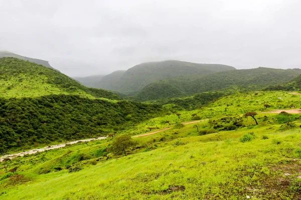 Světle Zelená Krajina Stromy Mlhavé Hory Turistickém Letovisku Ayn Khor — Stock fotografie