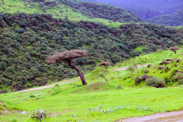Paesaggio Verde Lussureggiante Alberi Montagne Nebbiose Nella Località Turistica Ayn — Foto Stock