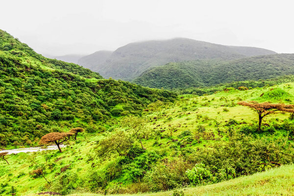 Lush green landscape, trees and foggy mountains in Ayn Khor tourist resort, Salalah, Oman