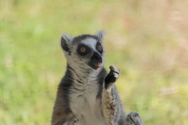 Wild Animal Ring-Tailed Lemur in Al Ain Zoo Safari