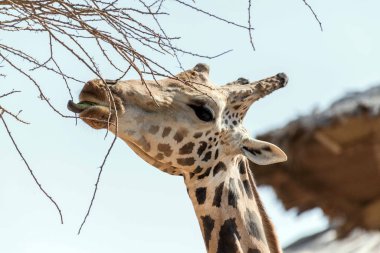 Al Ain Hayvanat Bahçesi Safari Parkı, Birleşik Arap Emirlikleri 'nde güzel, uzun boylu zürafa.