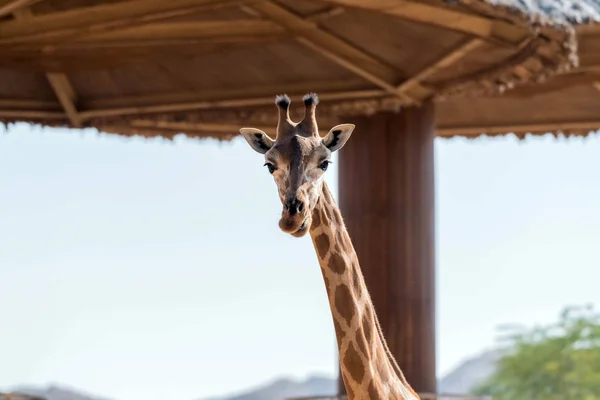 Bellissimo Animale Selvatico Giraffa Alta Ain Zoo Safari Park Emirati — Foto Stock