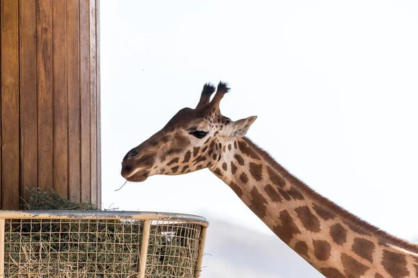 Belle Girafe Sauvage Haute Dans Ain Zoo Safari Park Émirats — Photo