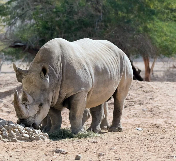 Wild Animal African Rhinoceros or Rhino  in Al Ain Zoo, United Arab Emirates
