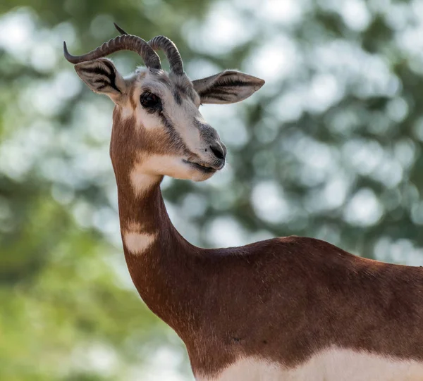 Güzel Vahşi Hayvan Blackbuck Geyiği Antilope Cervicapra Veya Ain Hayvanat — Stok fotoğraf