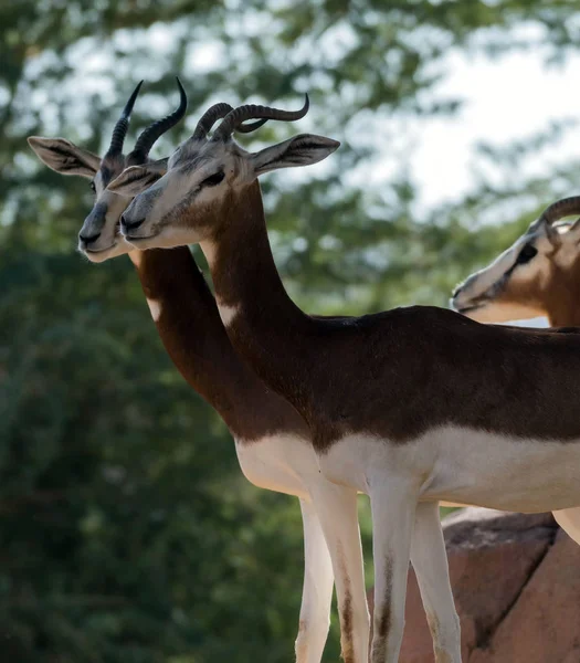 Belo Animal Selvagem Blackbuck Veado Antilope Cervicapra Antílope Indiano Ain — Fotografia de Stock