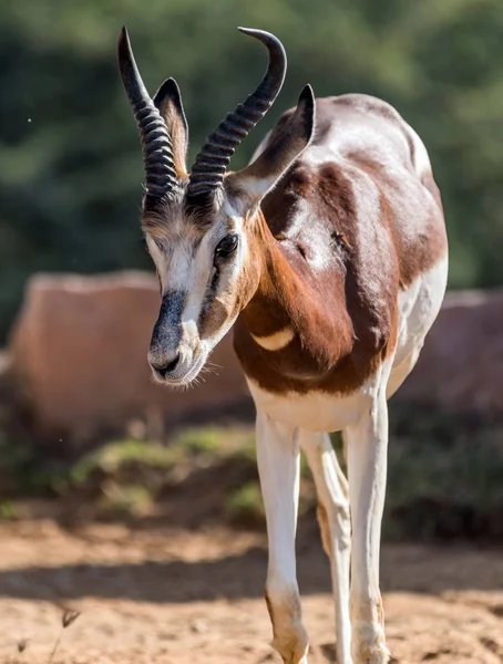 Belo Animal Selvagem Blackbuck Veado Antilope Cervicapra Antílope Indiano Ain — Fotografia de Stock