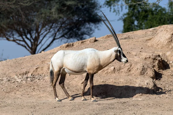 Oryx Animaux Sauvages Ghazal Arabe Dans Parc Safari Zoo Ain — Photo