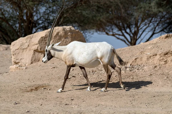 Oryx Animaux Sauvages Ghazal Arabe Dans Parc Safari Zoo Ain — Photo