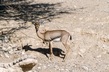 Güzel vahşi hayvan Blackbuck geyiği (Antilope cervicapra) veya Al Ain Hayvanat Bahçesi Safari Parkı 'ndaki Hint antilopu