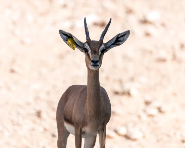 Belo Animal Selvagem Blackbuck Veado Antilope Cervicapra Antílope Indiano Ain — Fotografia de Stock