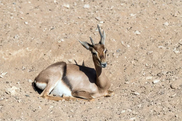 Hermoso Animal Salvaje Ciervo Blackbuck Antilope Cervicapra Antílope Indio Ain —  Fotos de Stock