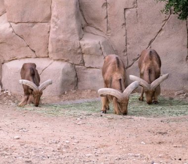 Uzun Boynuzlu Vahşi Hayvan Berberi Koyunu