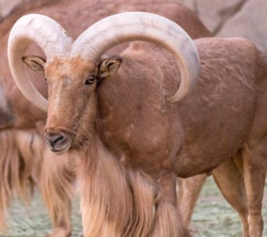 Uzun Boynuzlu Vahşi Hayvan Berberi Koyunu