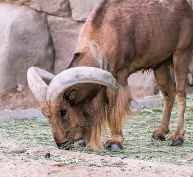 Uzun Boynuzlu Vahşi Hayvan Berberi Koyunu