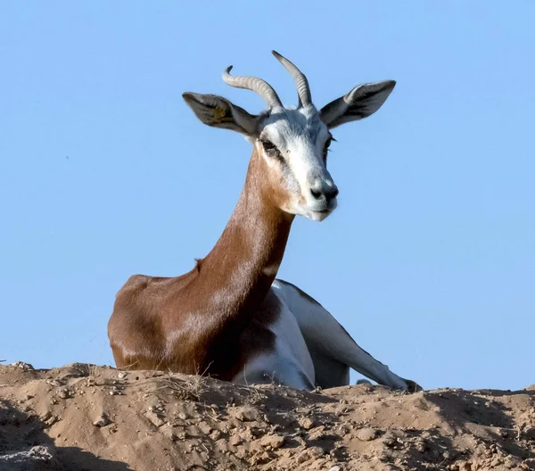 Ghazal Árabe Animal Selvagem Veado Deserto — Fotografia de Stock