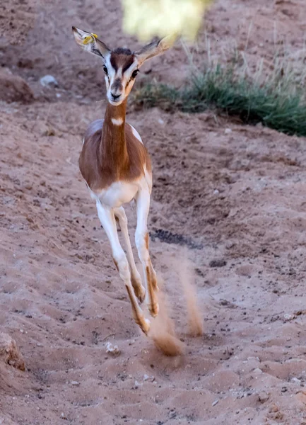 Animaux Sauvages Arabe Ghazal Cerf Dans Désert — Photo