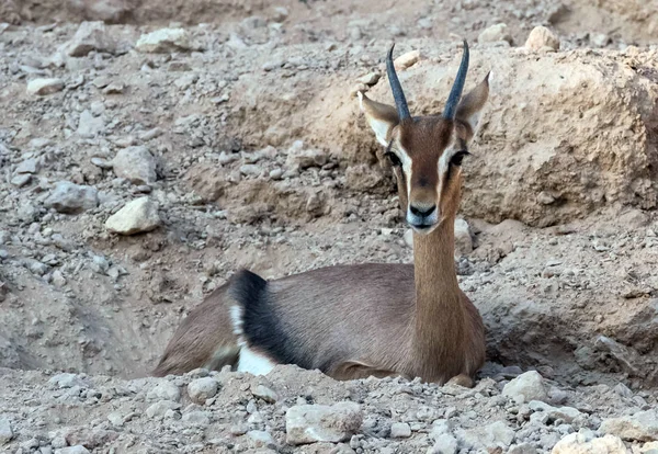 Animaux Sauvages Arabe Ghazal Cerf Dans Désert — Photo