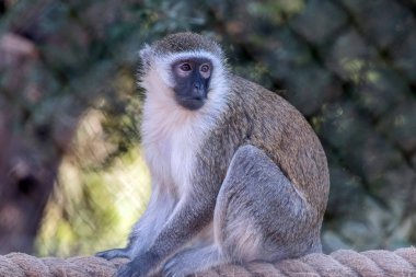 Al Ain Hayvanat Bahçesi Safari 'deki Şirin Vahşi Hayvan Vervet Maymunu