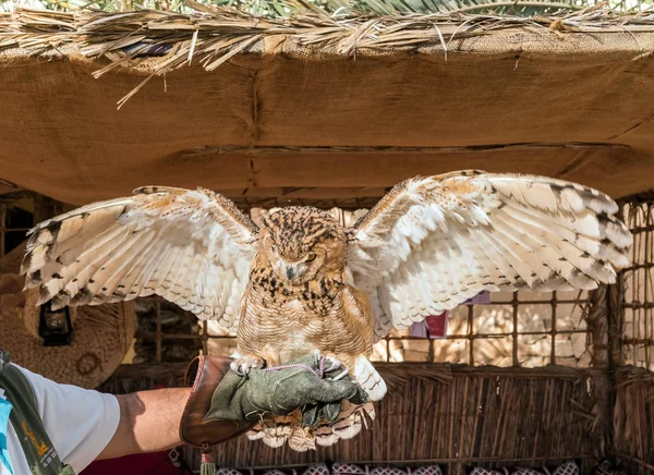 Brown Desert Eagle Owl Una Especie Búho Con Visión Binocular —  Fotos de Stock