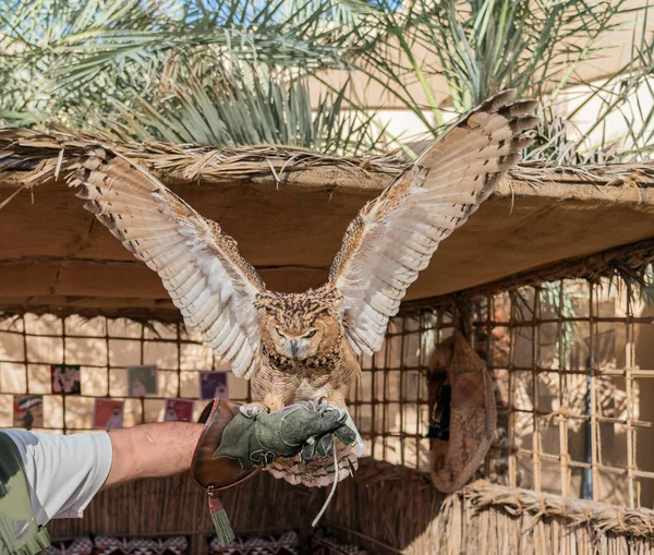 Brown Desert Eagle Owl Una Especie Búho Con Visión Binocular —  Fotos de Stock