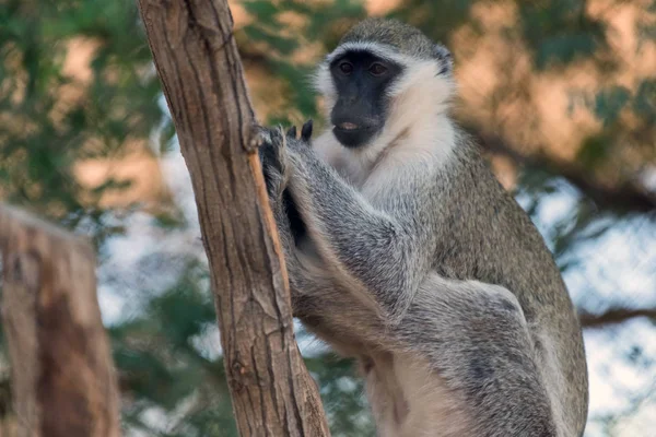 Macaco Vervet Animal Selvagem Bonito Ain Zoo Safari — Fotografia de Stock