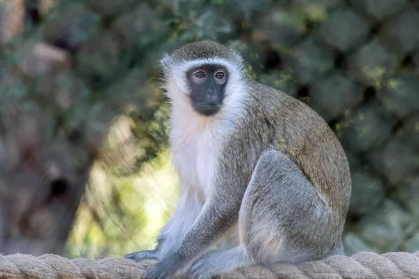 Schattig Wild Dier Verveste Aap Ain Zoo Safari — Stockfoto
