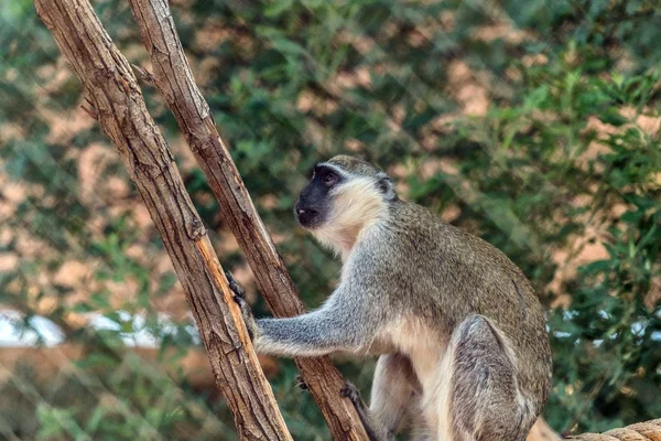 Cute Wild Animal Vervet Monkey Ain Zoo Safari — Stock Photo, Image