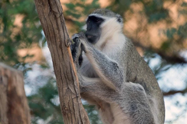 Macaco Vervet Animal Selvagem Bonito Ain Zoo Safari — Fotografia de Stock