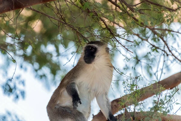 Niedliche Wilde Tier Vervet Affen Ain Zoo Safari — Stockfoto