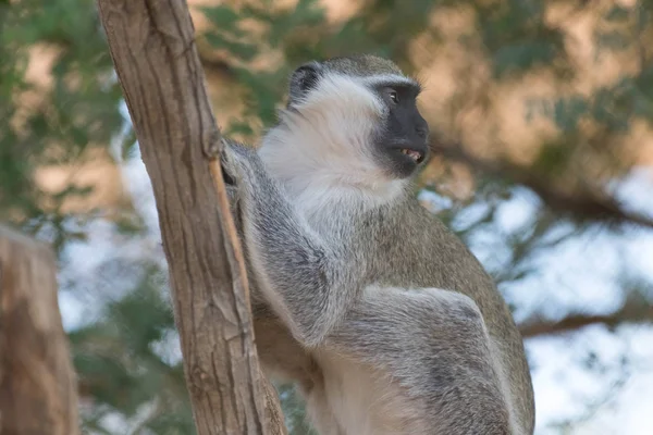 Cute Wild Animal Vervet Monkey in Al Ain Zoo Safari