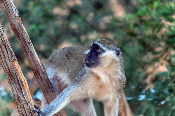 Macaco Vervet Animal Selvagem Bonito Ain Zoo Safari — Fotografia de Stock