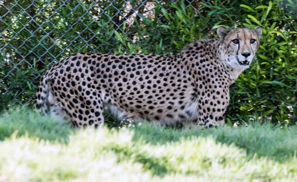 Wild Animal Cheetah Tiger Jungle — 스톡 사진