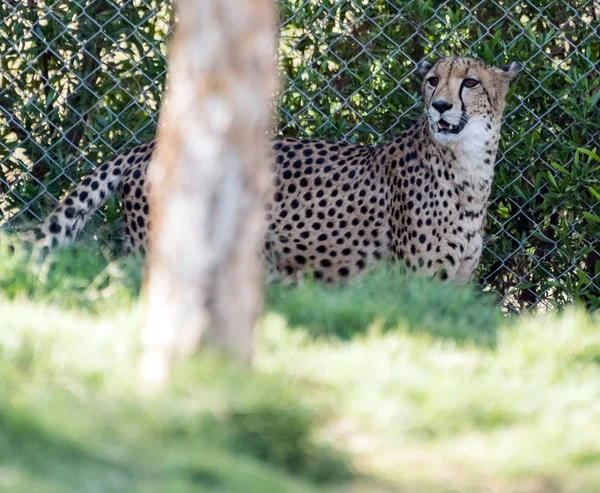 Wilde Dierenjachtluipaard Tijger Jungle — Stockfoto