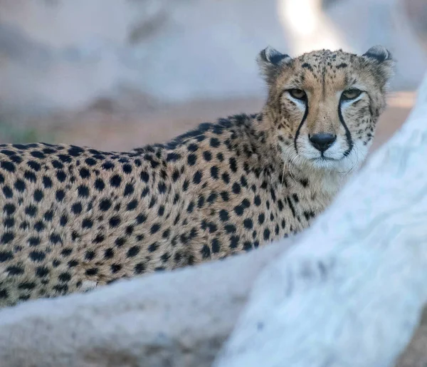 Cheetah Animal Selvagem Tigre Selva — Fotografia de Stock