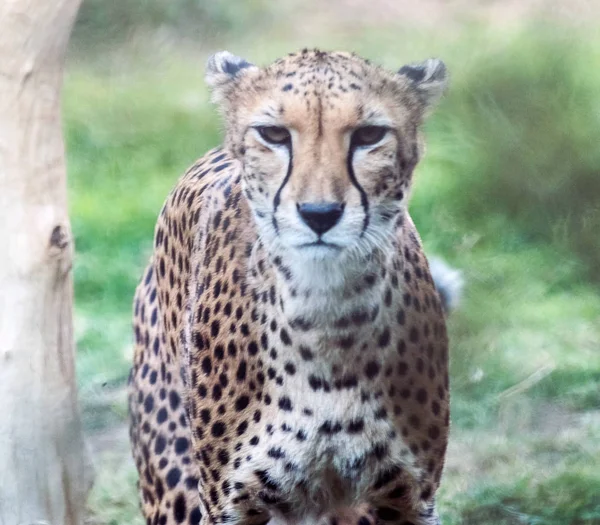 Cheetah Animal Salvaje Tigre Selva —  Fotos de Stock