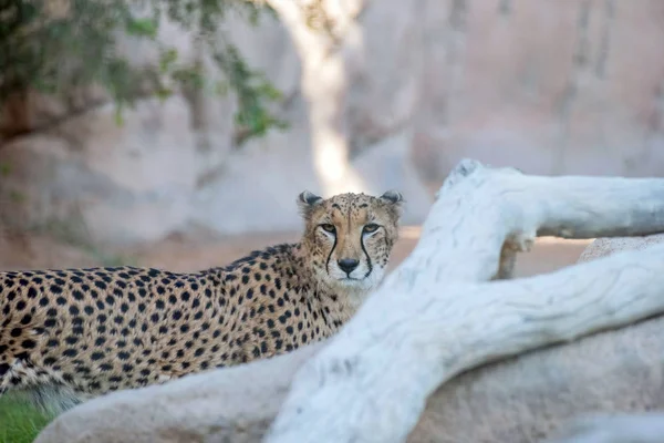 Cheetah Animal Selvagem Tigre Selva — Fotografia de Stock