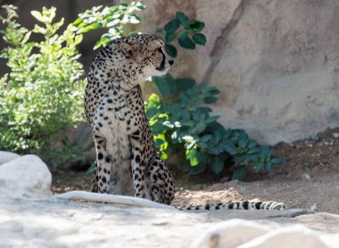 Vahşi Hayvan Çitası ya da Ormandaki Kaplan