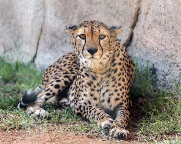 Wild Animal Cheetah Tiger Jungle — Stock Photo, Image