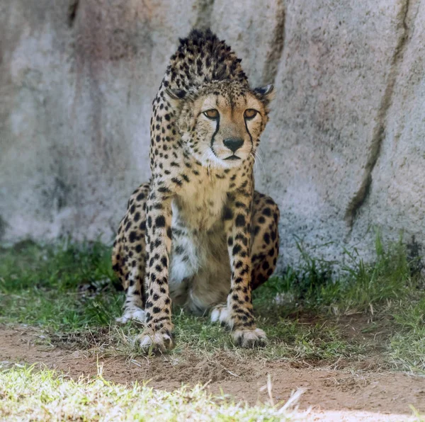 Wilde Dierenjachtluipaard Tijger Jungle — Stockfoto