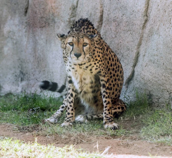 Wilde Dierenjachtluipaard Tijger Jungle — Stockfoto