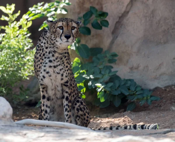 Cheetah Animal Selvagem Tigre Selva — Fotografia de Stock