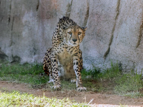 Cheetah Animal Salvaje Tigre Selva — Foto de Stock